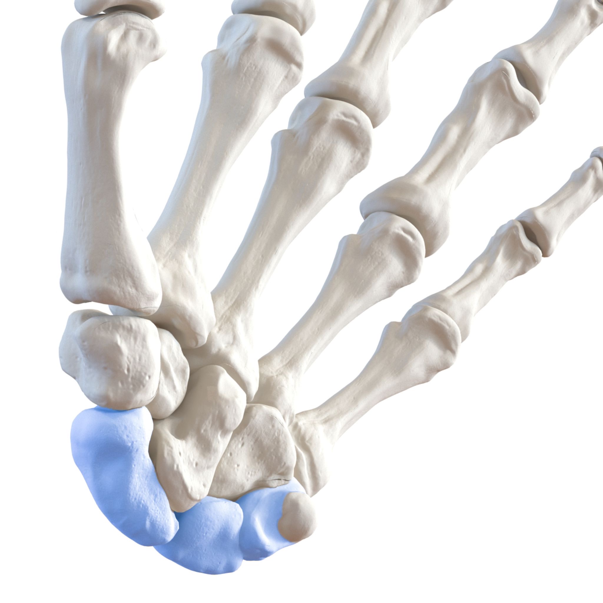Filiere della mano in 3d viste da vicino, sono evidenziati in blu lo Scafoide, il Semilunare ed il Piramidale)